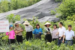 Kiểm tra kết quả thực hiện mô hình trồng giống dứa mới theo tiêu chuẩn VietGAP tại xã Bản Lầu