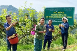 Đánh thức vùng đất cằn Pha Long