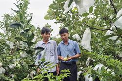 Thu nhập cao từ vườn mẫu