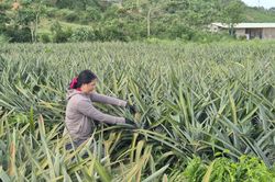 Mô hình kinh tế hiệu quả