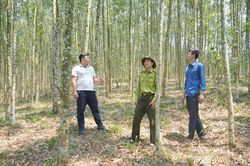 Xử lý đất rừng vi phạm, chồng lấn