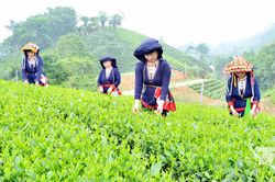 T&igrave;m đối t&aacute;c chiến lược cho ch&egrave; Th&aacute;i Nguy&ecirc;n