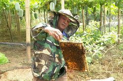 Hướng đi mới cho kinh tế vùng cao