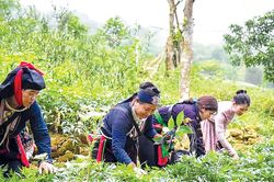 Khoa học công nghệ thúc đẩy phát triển kinh tế - xã hội nông thôn, miền núi, vùng dân tộc thiểu số Ứng dụng công nghệ sản xuất theo chuỗi giá trị