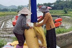 Toàn tỉnh gieo cấy 3.613,51 ha lúa