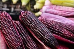 Sàng lọc nguồn gen ngô nếp bản địa, tạo nền tảng giống lai thích ứng biến đổi khí hậu