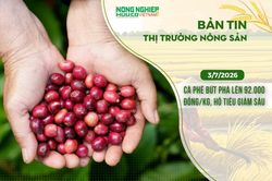 Thị trường n&ocirc;ng sản 3/7/2026: C&agrave; ph&ecirc; bứt ph&aacute; l&ecirc;n 92.000 đồng/kg, hồ ti&ecirc;u giảm s&acirc;u