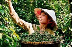 Giá tiêu hôm nay 3/7: Ổn định sau phiên đi xuống