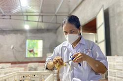 Chậm triển khai ti&ecirc;n ph&ograve;ng vật nu&ocirc;i, loạt địa phương tại Quảng Ninh bị ph&ecirc; b&igrave;nh