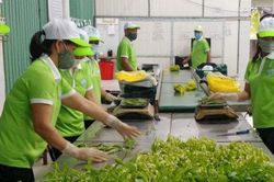 H&agrave; Nội siết chặt kiểm so&aacute;t rau an to&agrave;n bằng m&ocirc; h&igrave;nh quản l&yacute; an to&agrave;n thực phẩm
