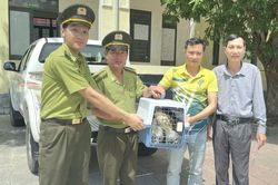 Hai cá thể chim săn mồi quý hiếm 'lạc' vào nhà dân