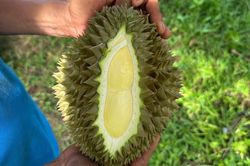 Giá sầu riêng lao dốc, chủ vườn 'khóc ròng'