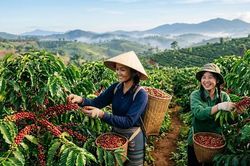 Giá cà phê hôm nay 4.7: Tăng lên 93.000 đồng/kg, vì sao thị trường tiếp tục nóng?