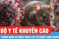 Bộ Y tế khuyến cáo phòng bệnh do virus Hanta lây từ chuột sang người