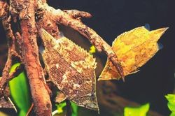 Loài cá trông như chiếc lá khô, tuyệt tác sinh học của của rừng Amazon