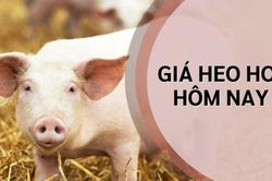 Giá heo hơi hôm nay 4/7: Tăng giảm trái chiều, miền Bắc biến động, miền Nam phục hồi, giao dịch từ 60.000 - 66.000 đồng/kg