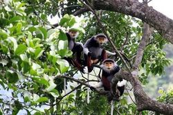 Nghiên cứu mô hình OECM bảo tồn thiên nhiên