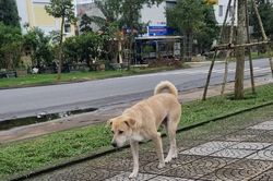 Chó, mèo thả rông sẽ đưa về khu nuôi nhốt tập trung