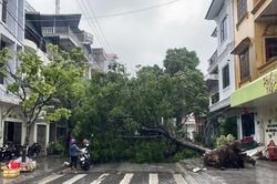 Móng Cái gió giật cấp 11, cây bật gốc, nhà tốc mái