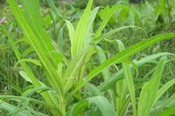 Tác dụng của cây bồ công anh với người mắc tiểu đường