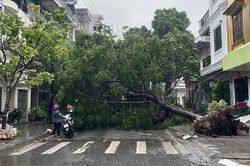 Bão số 1 Maysak sắp đổ bộ, gió mạnh quật đổ cây, tốc mái ở Móng Cái