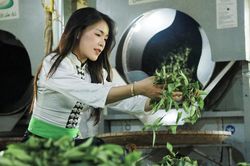 Mỗi ngày hái 40kg chè, người dân Co Hón thoát nghèo bền vững