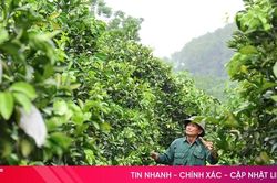 Hàng nghìn ha cây trồng 'bừng tỉnh' sau mưa