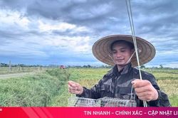 'Thợ săn' chuột đồng