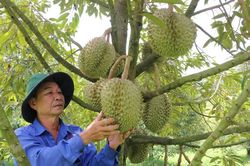 Lâm Đồng: Nâng chất ngành hàng sầu riêng, tăng sức cạnh tranh xuất khẩu