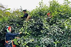Tuyên Quang tạo đà tăng trưởng từ ba trụ cột kinh tế