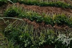 Con trai đi ra đồng nhổ đậu từ 5 giờ sáng, mẹ ruột bàng hoàng sau khi đến nơi