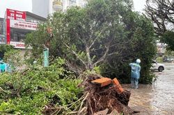 Quảng Ninh: Gió mạnh cấp 11 tại Móng Cái gây tốc mái nhà, gãy đổ cây