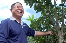 Phát triển mắc ca cần giải pháp đồng bộ
