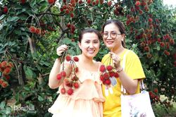 Về Ðồng Nai thăm vườn, thưởng thức trái cây