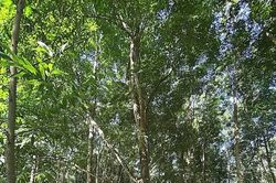 Tăng hiệu lực pháp lý trong quản lý, bảo vệ rừng