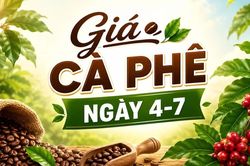 Giá cà phê ngày 4-7: Tiếp đà tăng, đạt mức cao nhất kể từ cuối tháng 3