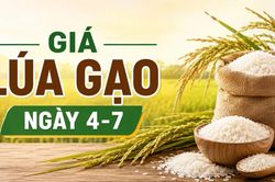 Giá lúa gạo ngày 4-7: Gạo xuất khẩu đồng loạt khởi sắc