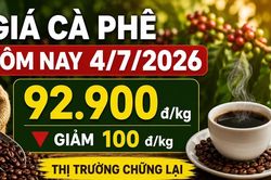 Giá cà phê trưa 4-7: Giảm nhẹ sau chuỗi tăng