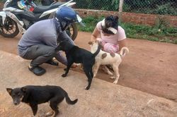 Đak Đoa đẩy nhanh tiêm phòng, ngăn bệnh dại lây lan