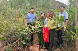 Người dân giao nộp tê tê, rùa núi vàng quý hiếm