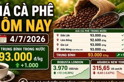 Giá cà phê hôm nay 4/7: Arabica giảm, trong nước vẫn tiếp tục tăng