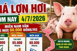 Giá lợn hơi hôm nay 4/7: Chưa có tín hiệu tăng
