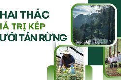 Khai thác giá trị kép dưới tán rừng