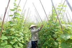 Dưa chuột An Hòa vững bước vươn xa