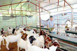 Chuyển dịch tư duy để làm giàu ở Phú Lương