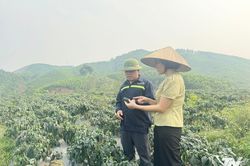Khát vọng làm giàu từ những cây trồng ngắn ngày