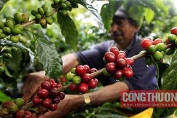 Gi&aacute; c&agrave; ph&ecirc; h&ocirc;m nay 4/7: Gi&aacute; c&agrave; ph&ecirc; xuất khẩu của Việt Nam cải thiện trong th&aacute;ng 6/2026