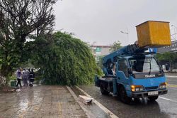 Quảng Ninh: Bão số 1 gây gió giật mạnh ở Móng Cái, nhiều cây xanh gãy đổ