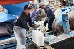 Giá dầu giảm gần 40%, hàng nghìn tàu cá Quảng Ngãi tăng tốc ra khơi