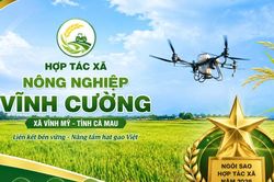 Ngôi sao giữa cánh đồng cực Nam: Hành trình đưa hạt gạo Cà Mau vươn xa